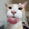 minh_hello6