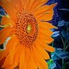 bent_ghanim460