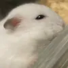 riaw876