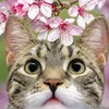 catvibesonly.official