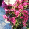 phan.tuyn639