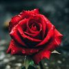 shahzadi76676