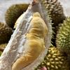 bos.durian76