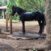 manuelflore29