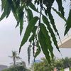 rimba3370
