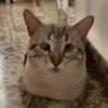 kakakahdisjabs