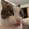 dippydrake