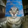 magamed_104