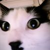 nur.eine.katze