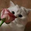 monse_huber1