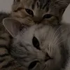 cattalypina