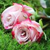 ekramul.hossain887