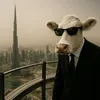 your_favorite_cow0