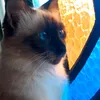 cats.sousa