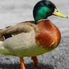 duckybhailive00