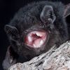 Papa Bats (im not fbi)