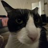 oreo_world11