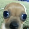 alanpro_17