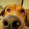 brody_that_dog