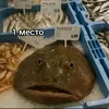 .motolend0