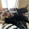 cats_n_friends