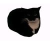gato_xd45670173