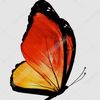 butterfly4christ