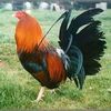 fernando.rojas187