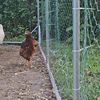 chickencrazy321