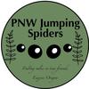 pnwjumpingspiders