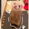 shaja_kyn