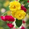 sumikhatun6546