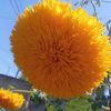 teymur_0545