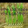 seidsemera8239104881220