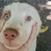 shemaiabagunu_02