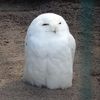 thepigeonking_