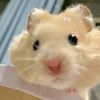 pink_cute_hamster