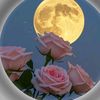 muhammadharoon2344