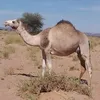 abdalahi.ali.abub