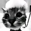 🐈‍⬛