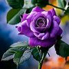 elam.gaber