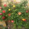 aliye.elizade