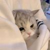little_cat.meow