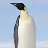 pigouinos4
