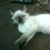 omlssi