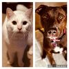 bayley_and_luna