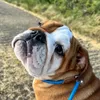44crazydoggal