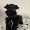 Schnauzer puppies For adoption