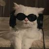 catlistener
