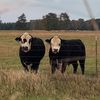 bishopland_cattle